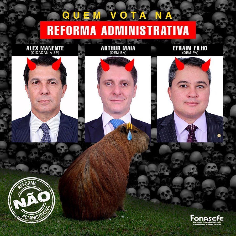 Esse meme da capivara é o meu preferido desse ano